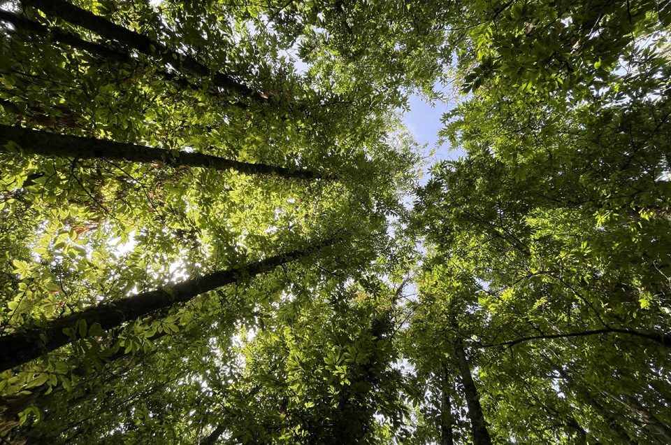 Taxi Serrara Fontana: transfer tra Epomeo, mare e borghi